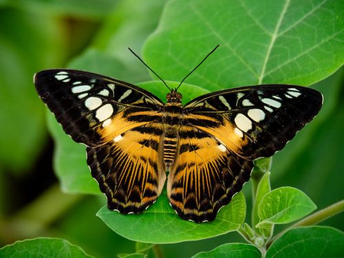 Butterfly in full splendour