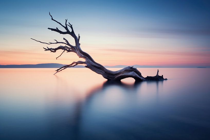 Treibholz am Meer bei romantischem Licht von fernlichtsicht