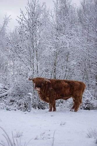 Schotse Hooglander als fotomodel...