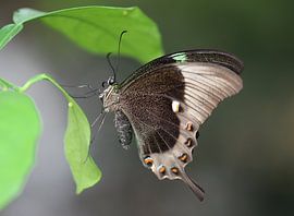 Grüngestreifter Schwalbenschwanz von Matthias Brix