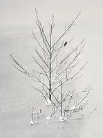 Lonely Bird