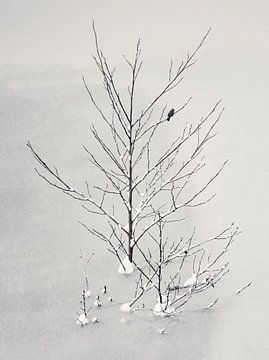 Eenzame vogel van Lena Weisbek