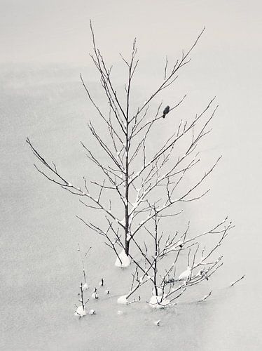 Oiseau solitaire sur Lena Weisbek