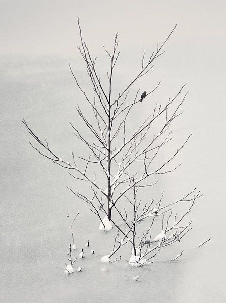 Lonely Bird von Lena Weisbek