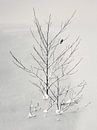 Lonely Bird von Lena Weisbek Miniaturansicht