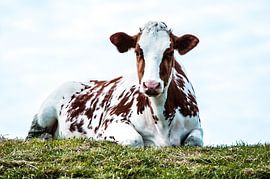 Red and white cow by Brian Morgan
