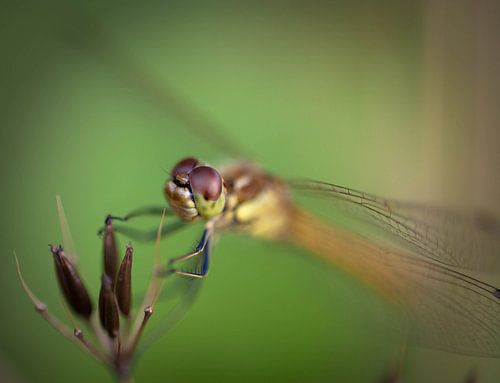Libelle