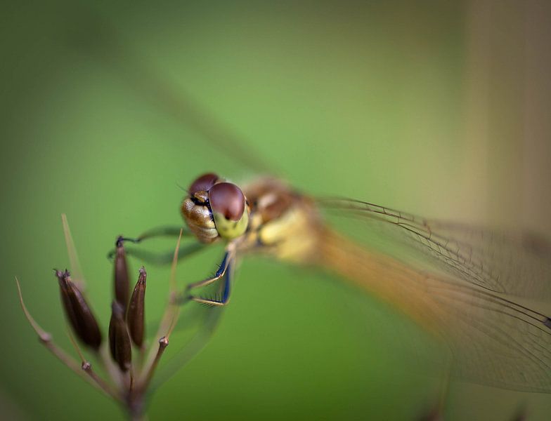 Dragon fly by Phil Buckley
