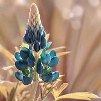 Lupine
