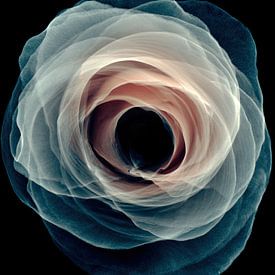 Hypnotic Bloom by Franka Poulain