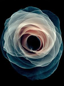 Floraison hypnotique