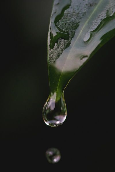 Raindrops by Isa V