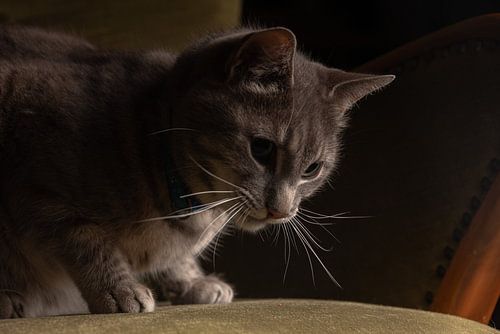 tomcat on vintage chair