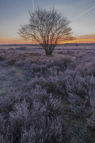 Boom alone op de heide