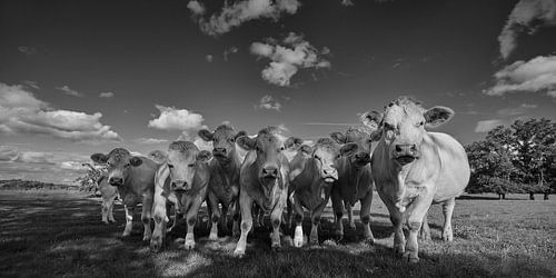 Nieuwsgierige Franse koeien in de Auvergne in zwart wit