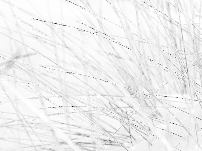 Natural landscape Engbertsdijkvenen by Bianca  Hinnen