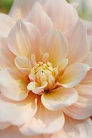 Dahlia Break Out - Hübsch