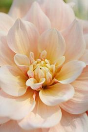 Dahlia Break Out - Pretty by Dagmar Hijmans