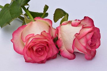 twee roze witte roze van Robin Verhoef