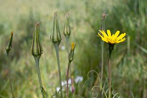 Gelbe Blume