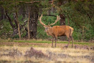 Rothirsch auf der Hoge Veluwe von Gert Hilbink