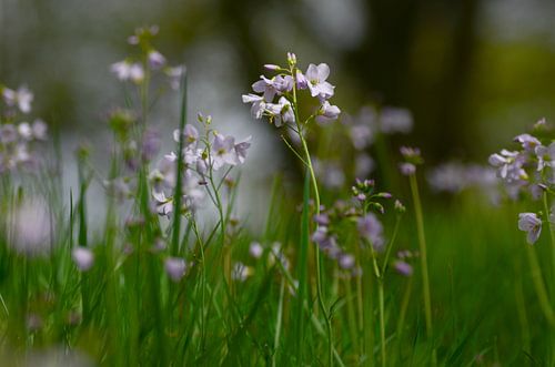 Pinksterbloemen