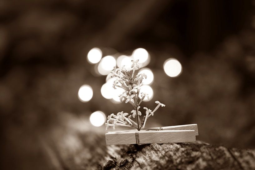 Flower Still Life by Fotografie Sybrandy