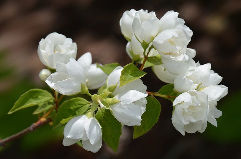 Spring blossoms by Violetta Honkisz