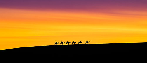 Camels in the sunset - Silhouettes