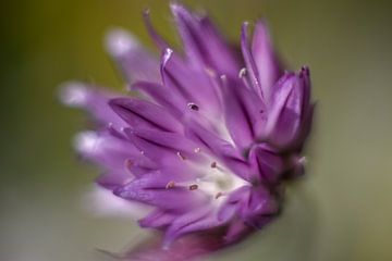 Bieslook bloem van Inge Heeringa