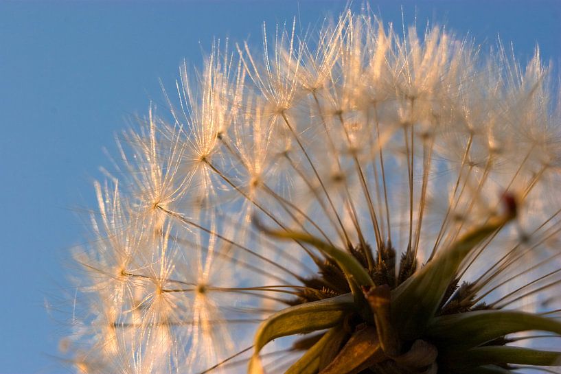 Paardebloem pluisjes macro von Dennis Claessens