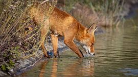 Dorst gelest door rode vos in waterleidingduinen van Arjan Warmerdam