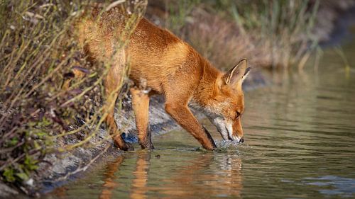 Thirst quenched by red fox in water supply dunes