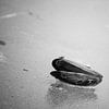 Coquille d'une moule sur la plage en noir et blanc sur Kristof Leffelaer