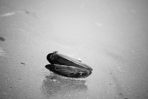 Schelp van een mossel op het strand in zwart wit