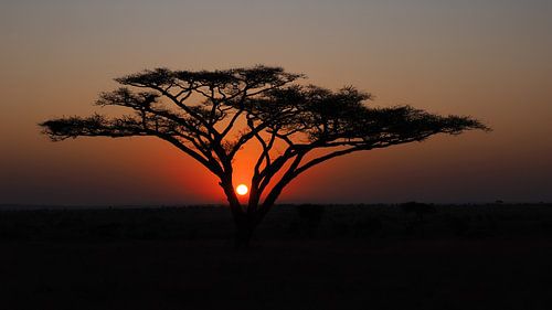 Acacia boom bij zonsopgang in de Serengeti