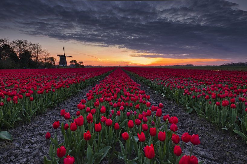tulip bed in front of the Berkmeer mill by peterheinspictures