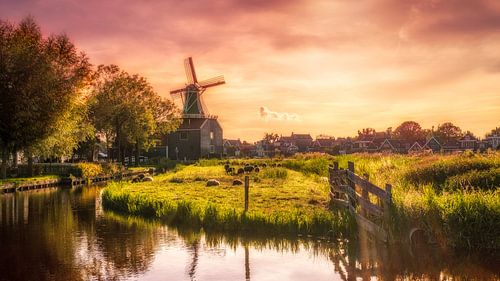 Molen met zonsondergang en schapen op de Zaanse Schans bij Zaandam
