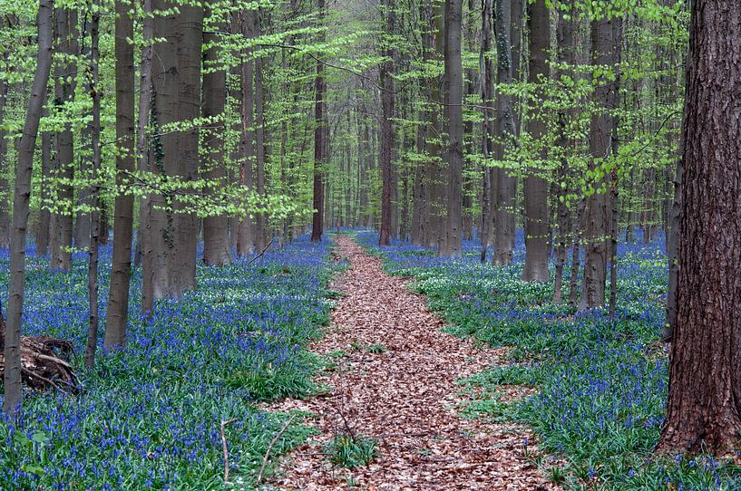 Hallerbos von Jac Nooijens