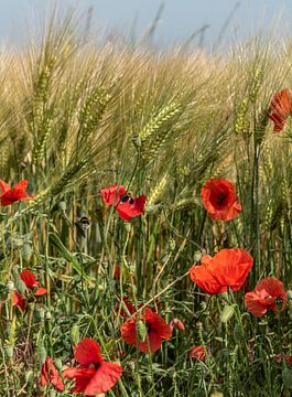 Zomer! van Evelien Heuts-Flachs