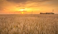 Graantje meepikken van de laatste zonnestralen