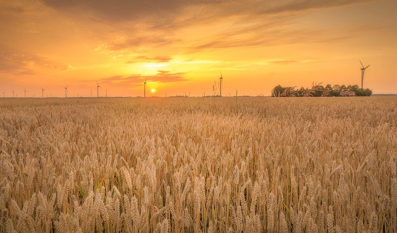 Die letzten Sonnenstrahlen ausnutzen von Xander Haenen