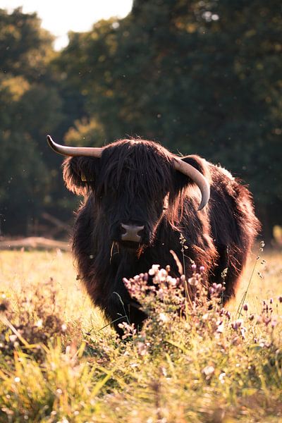 Scottish highlander by Jim Plaum