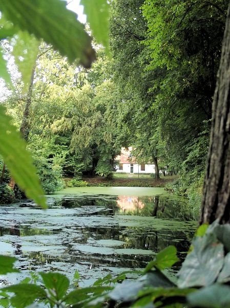 Gluren over het water. by Il se
