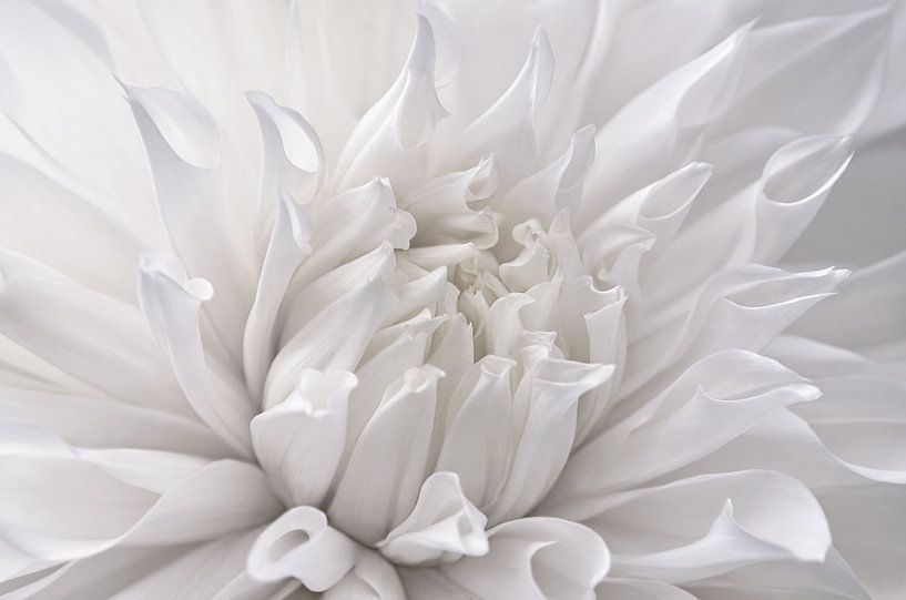 Dahlia van Violetta Honkisz
