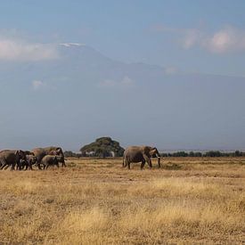 Herd of Elephants in front of Kilimanjaro in Amboseli NP in Kenya by Aagje de Jong