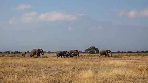 Troupeau d'éléphants devant le Kilimandjaro dans le parc national d'Amboseli au Kenya