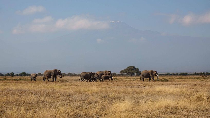 Herd of Elephants in front of Kilimanjaro in Amboseli NP in Kenya by Aagje de Jong