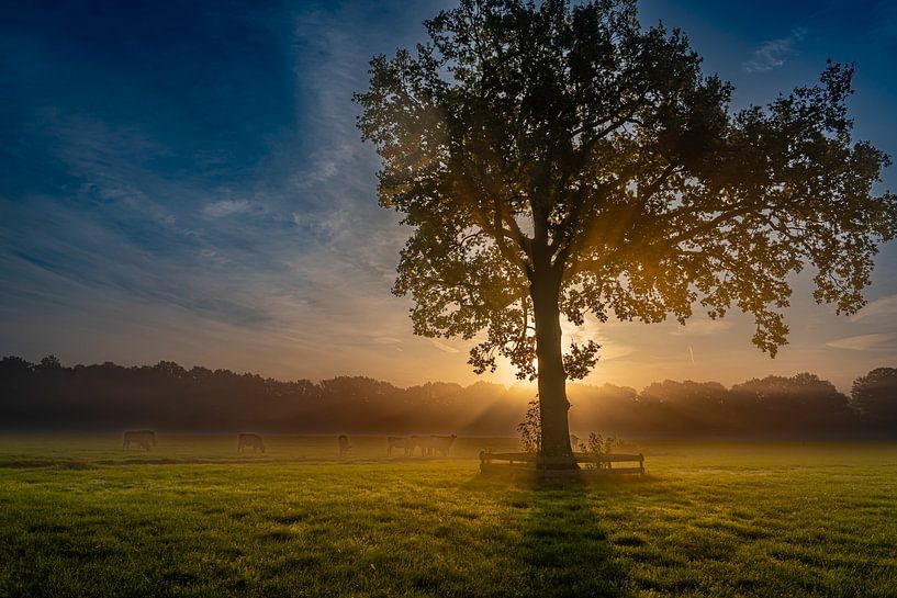 Nebliger Herbstmorgen, schöner Sonnenschein mit Kühen auf der Wiese von Ruud Hilhorst
