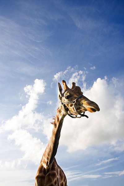 Giraffe vs hollandse lucht van Gwen Mustamu